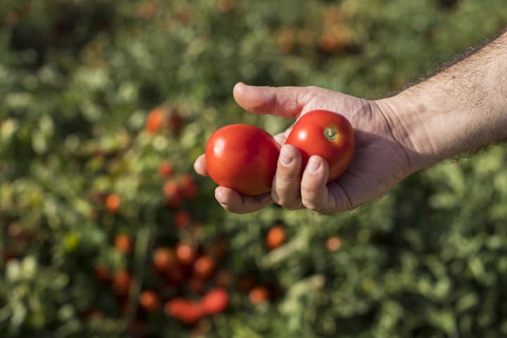 Basf presenta una nueva variedad de tomate de industria para la próxima campaña