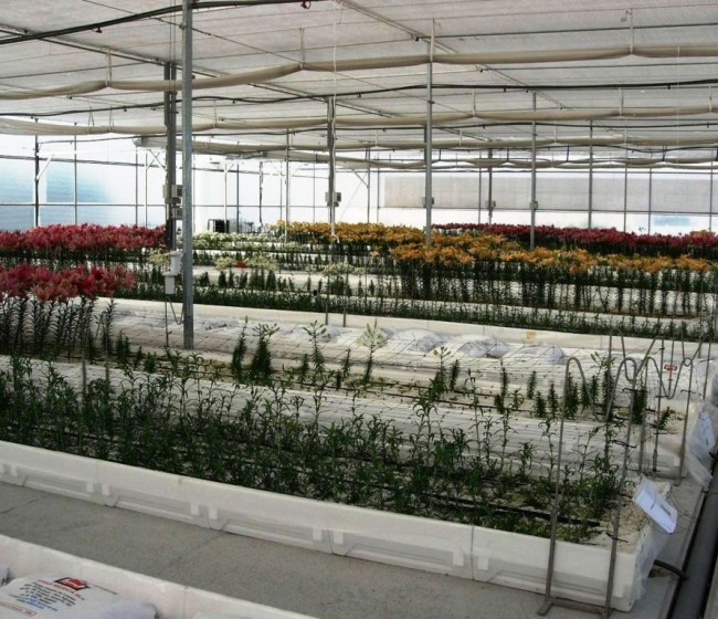 Impulso a la presencia internacional del sector de plantas y flores