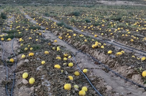 Murcia: denuncian un nuevo despilfarro de recursos hídricos procedentes de acuíferos sobreexplotados