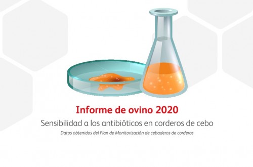 Nanta publica el informe “Sensibilidad a los antibióticos en corderos de cebo”