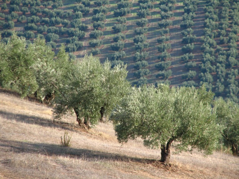 La campaña oleícola 2019/20 acabará con un stock inferior a las 500.000 t de aceite de oliva