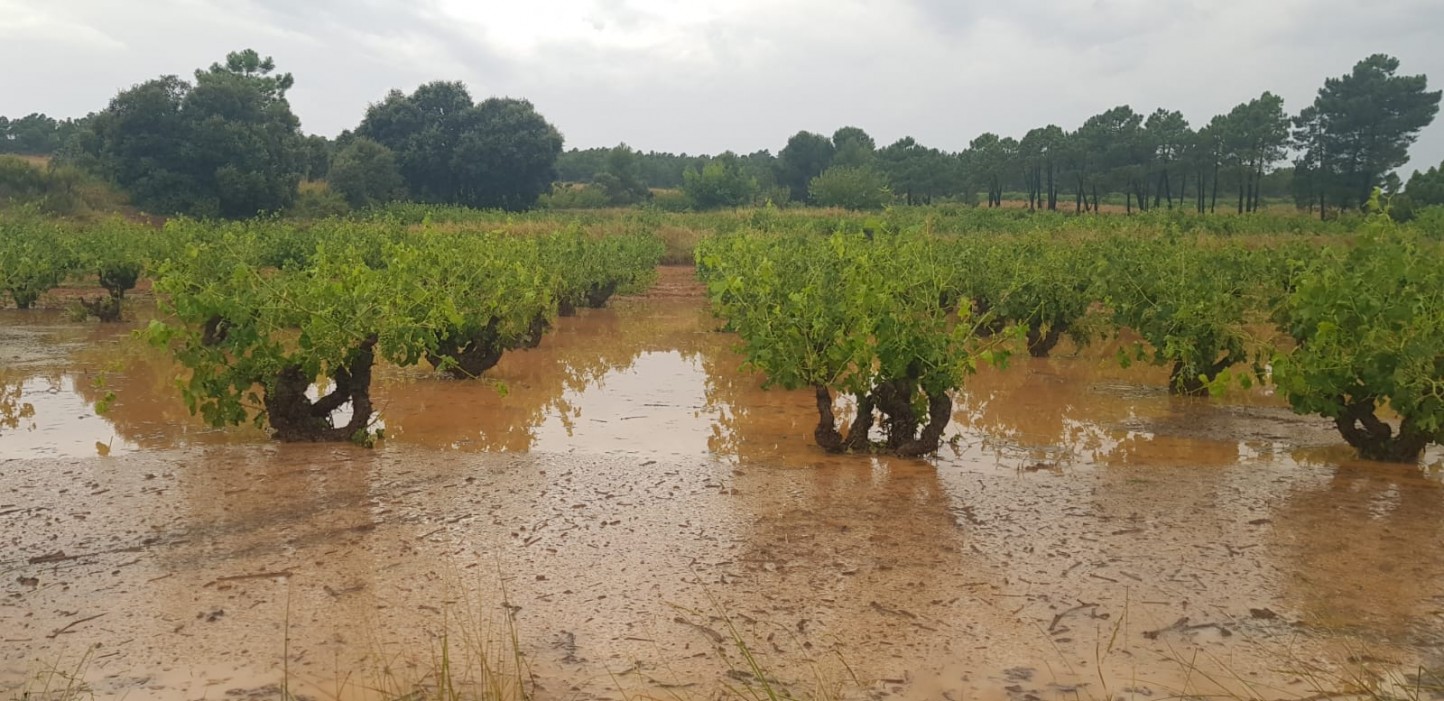 La producción agrícola asegurada crece a doble dígito en los ocho primeros meses de 2020