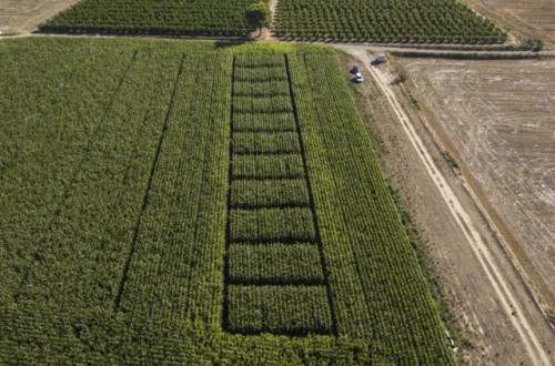 Aplicación en el cultivo de maíz del nuevo decreto que regula el uso de nitrógeno en Cataluña