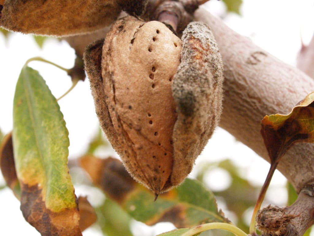 Los frutos secos representan ya el 30% el total de la superficie en ecológico de cultivos permanentes