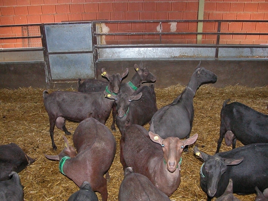 Disminución de las entregas y de los ganaderos de leche de oveja y de cabra en julio