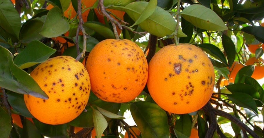 falsa_polilla_citricos