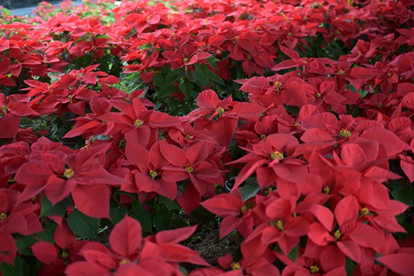 El sector de la flor cortada y las plantas ornamentales tendrá ayudas de 10,4 M€