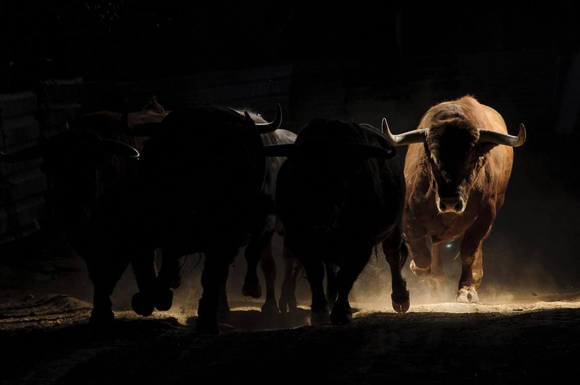El PE vota en contra de destinar fondos de la PAC a la cría del ganado de lidia