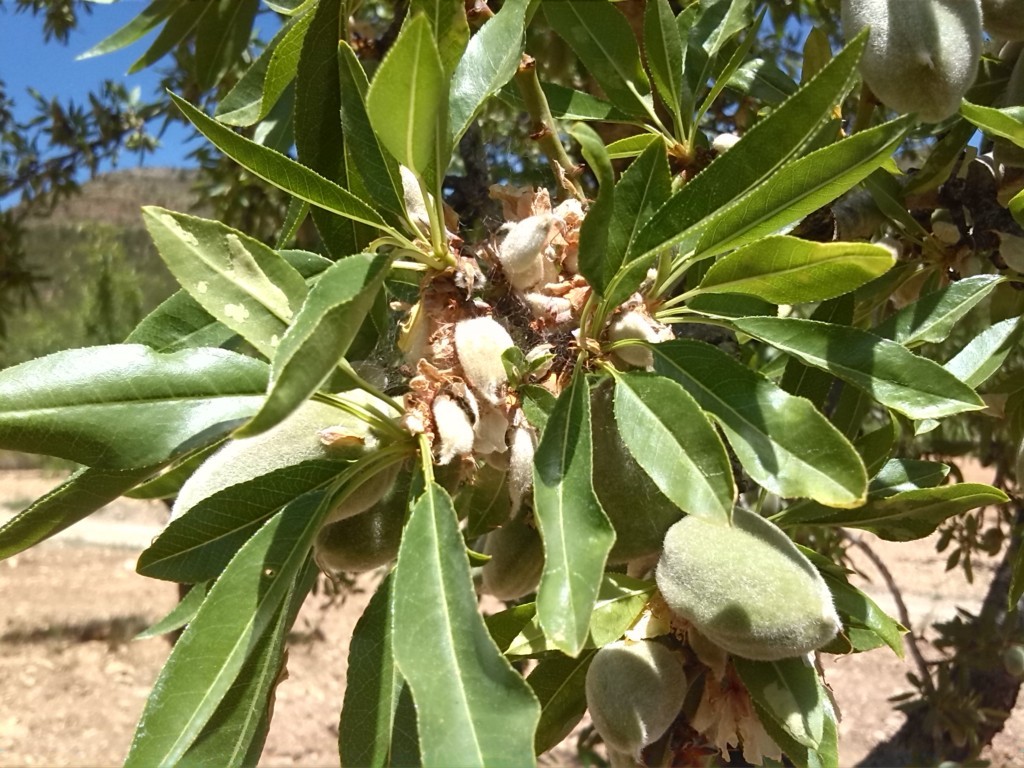 Las indemnizaciones por siniestros en frutos secos alcanzan casi 5,5 M€