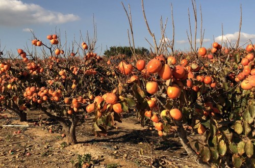 La AICA abre expedientes por incumplimientos de contratos y de los plazos de pago en la compraventa de caqui 