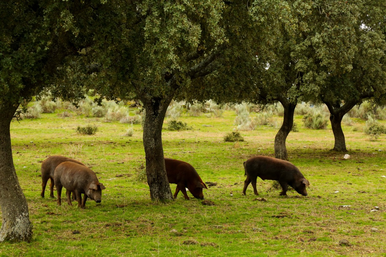 Iberaice demanda medidas de apoyo para el sector del ibérico