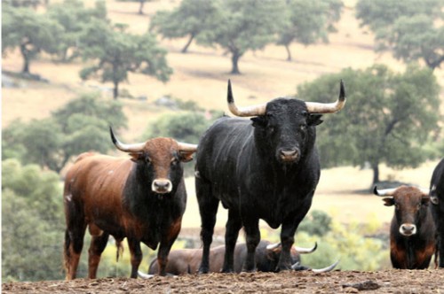 Criadores de Toro de Lidia: el PE discrimina a una parte del tejido rural español