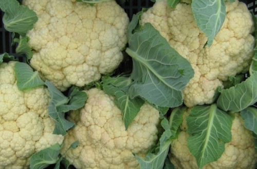 Cultivares de coliflor ensayados en la pasada campaña en Extremadura