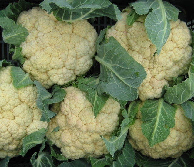 Cultivares de coliflor ensayados en la pasada campaña en Extremadura