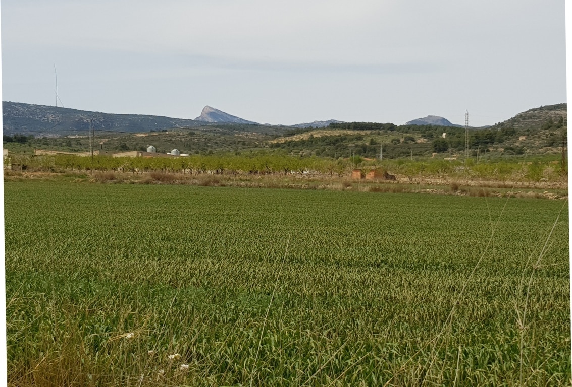 El precio medio general de las tierras de uso agrario bajó un 0,3% durante el pasado año