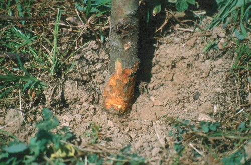 Enfermedades de frutales del cuello y de la raíz (I)