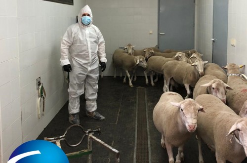 Ceva muestra su protocolo preventivo frente al covid-19