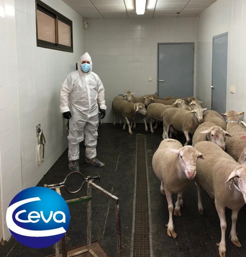 Ceva muestra su protocolo preventivo frente al covid-19