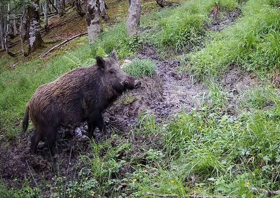 Alemania adopta medidas más estrictas de control ante los nuevos focos de Peste Porcina Africana