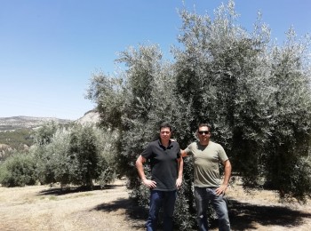 Bernardo Sánchez confía la nutrición de sus olivares a YaraRega