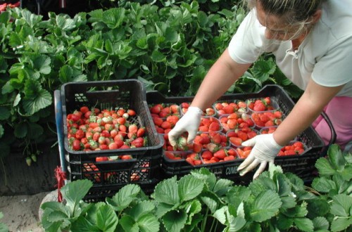 Comportamiento agronómico de doce variedades de fresa en tres sistemas de cultivo