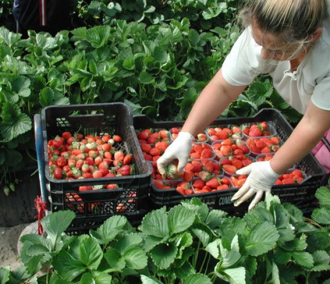Comportamiento agronómico de doce variedades de fresa en tres sistemas de cultivo