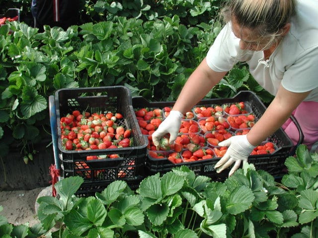 Comportamiento agronómico de doce variedades de fresa en tres sistemas de cultivo