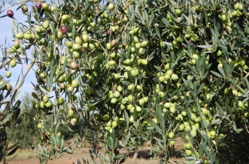 Efecto de la fertilización sobre la producción del olivar