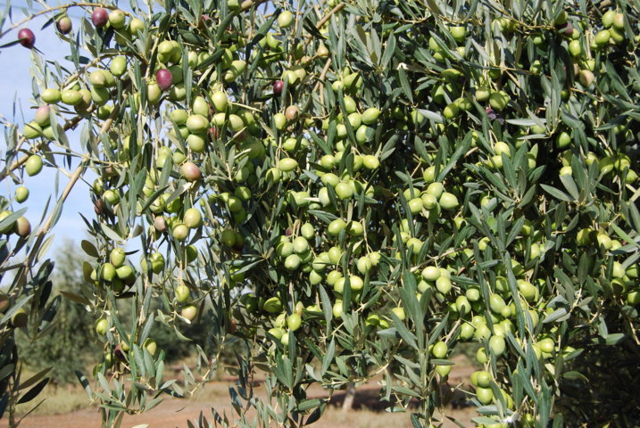 Efecto de la fertilización sobre la producción del olivar