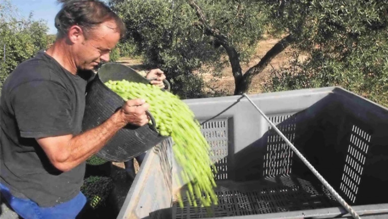 La aceituna de mesa española aguantó en el mercado exterior en la anterior campaña 2019/20