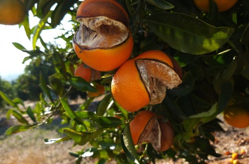 Seguros: el rajado en algunas variedades de cítricos será indemnizable