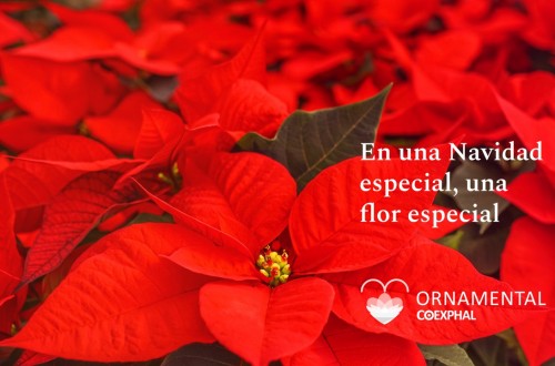 El sector de planta ornamental de Almería inicia la campaña «En una Navidad especial, una flor especial»