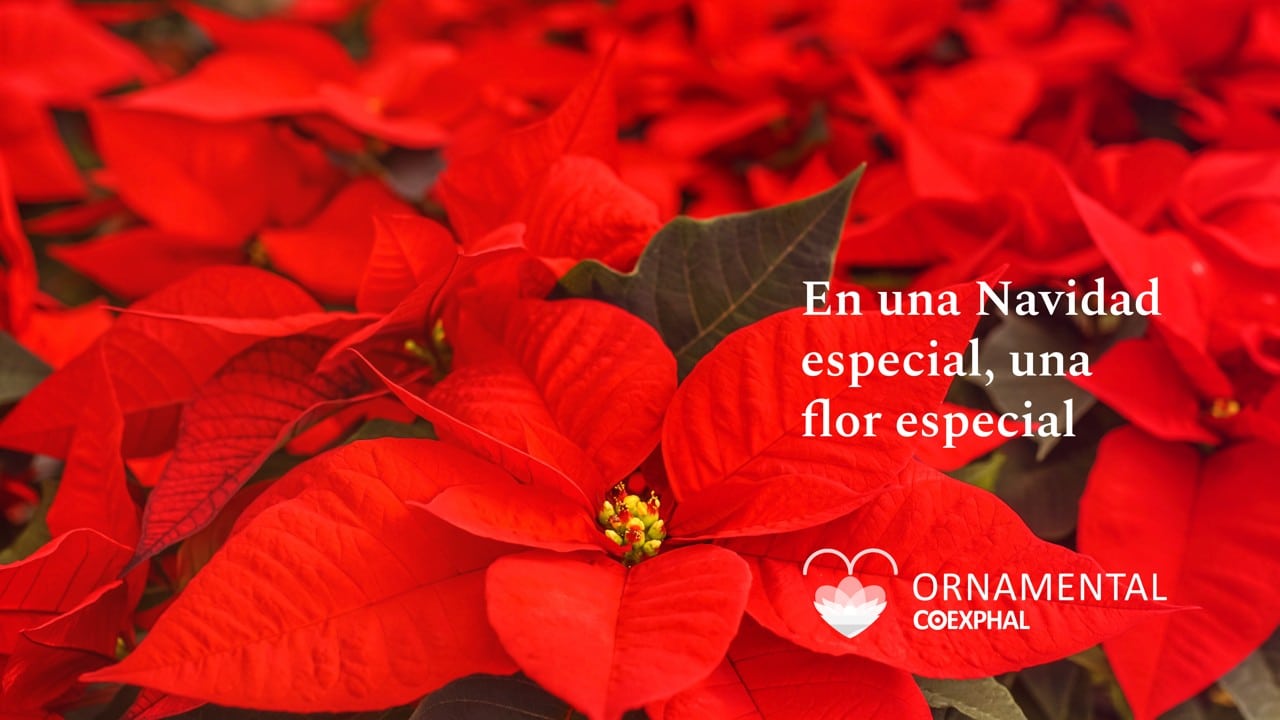 El sector de planta ornamental de Almería inicia la campaña «En una Navidad especial, una flor especial»