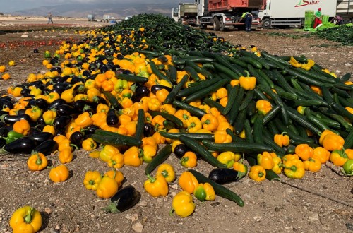 Coexphal destruye productos hortícolas por los bajos precios actuales