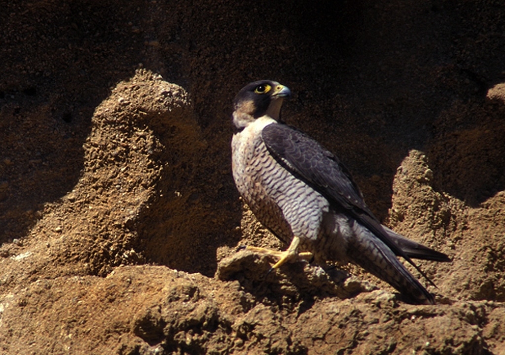 Se confirma primer caso de gripe aviar en España en un halcón peregrino en Noja (Cantabria)