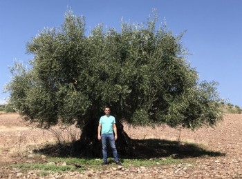 Agroquímicos Calatrava apuesta por YaraRega para fertilizar los olivares jienenses