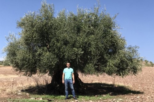 Agroquímicos Calatrava apuesta por YaraRega para fertilizar los olivares jienenses