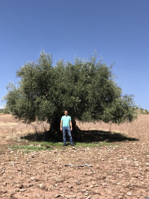 Agroquímicos Calatrava apuesta por YaraRega para fertilizar los olivares jienenses