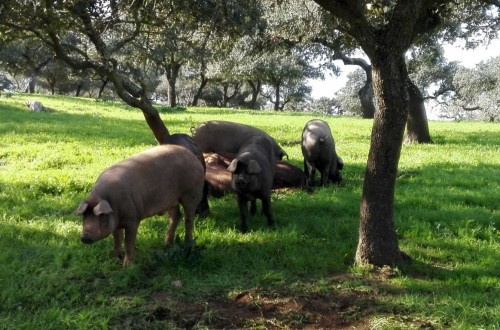 El sector ibérico andaluz puede perder 60 M€ por la pandemia, según Cooperativas