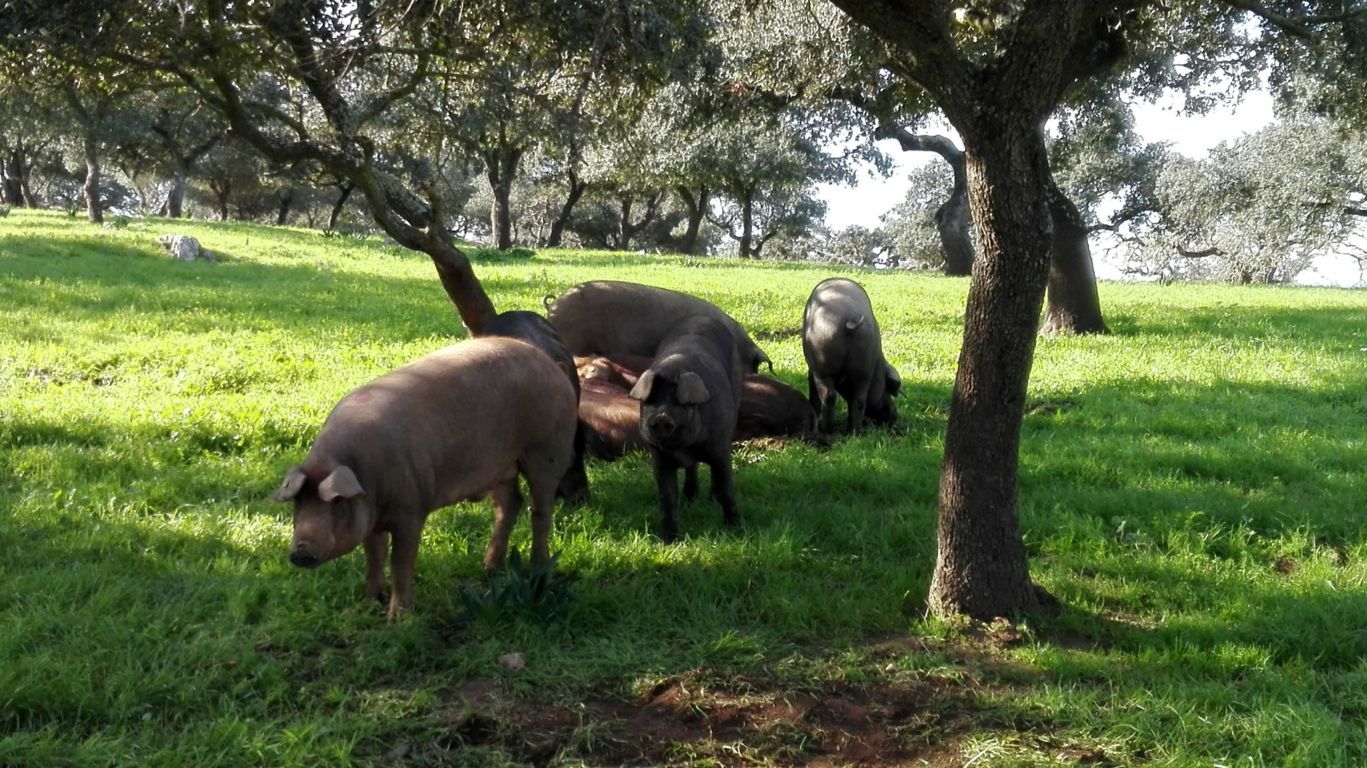 El sector ibérico andaluz puede perder 60 M€ por la pandemia, según Cooperativas