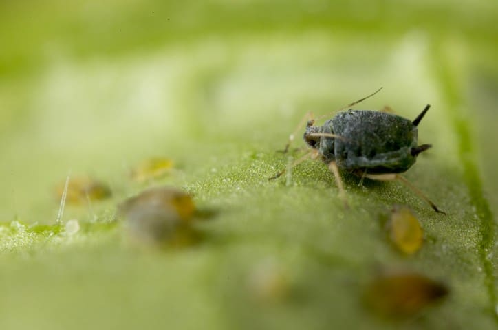 Koppert recomienda Pegafit para el control de hormigas en los invernaderos