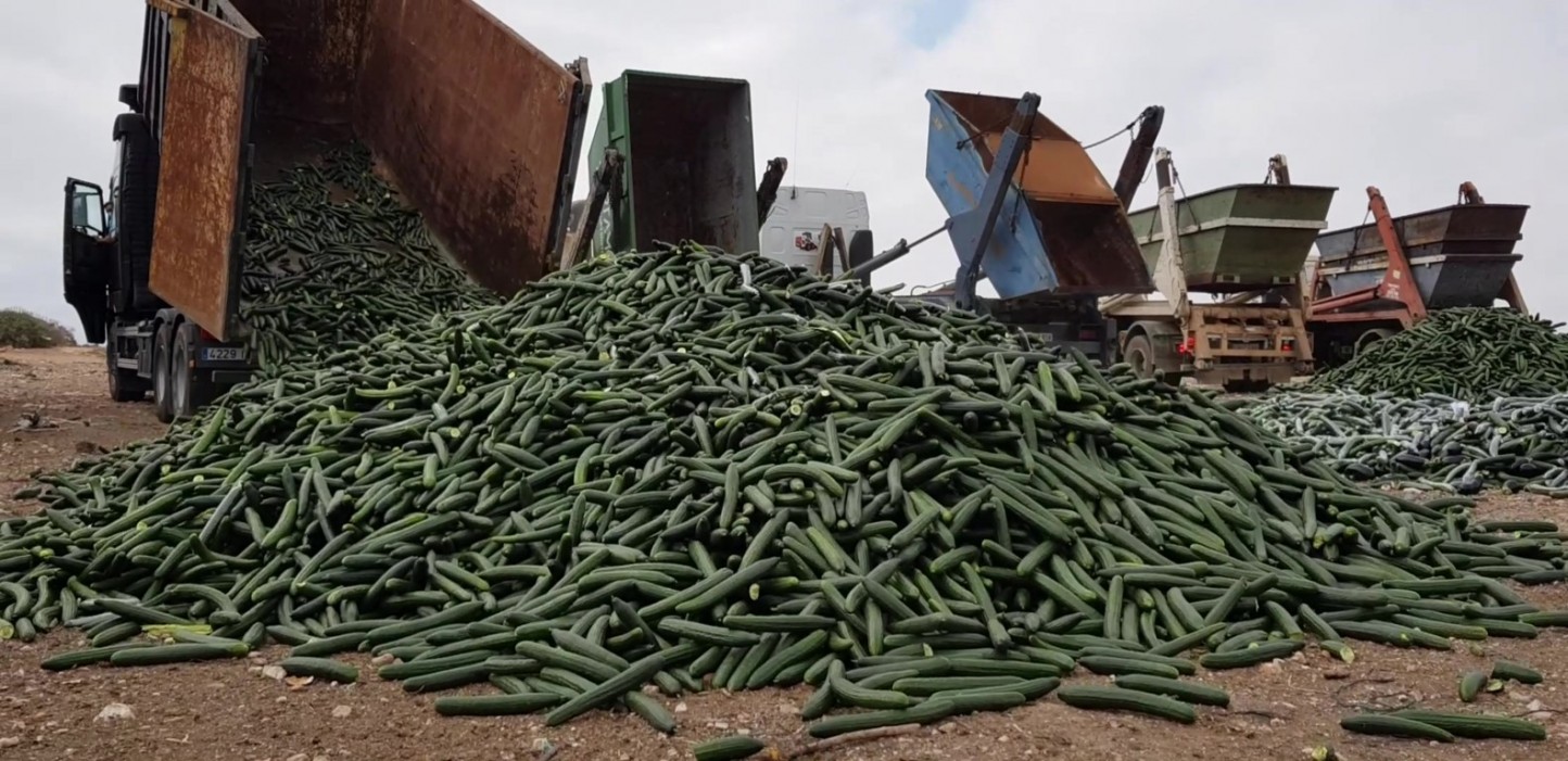 Acuerdo sectorial para retirar un 30% de la producción comercializable de pepino de Almería y Granada