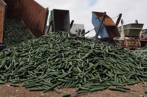 Acuerdo sectorial para retirar un 30% de la producción comercializable de pepino de Almería y Granada