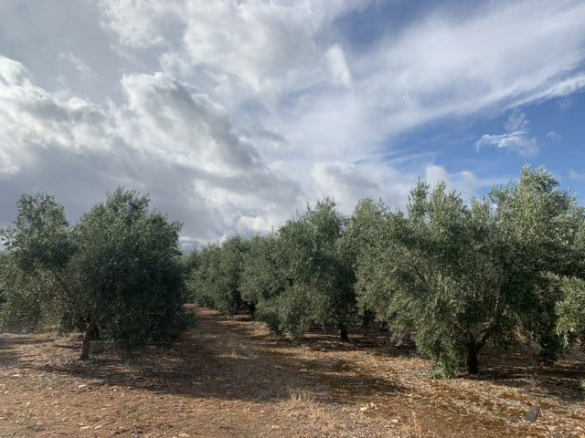 Actualidad de los métodos de control fitosanitario en el olivo