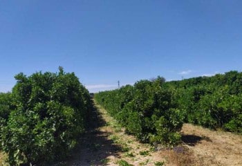 Comportamiento agronómico de Valencia Delta Seedless sobre dos patrones de cítricos