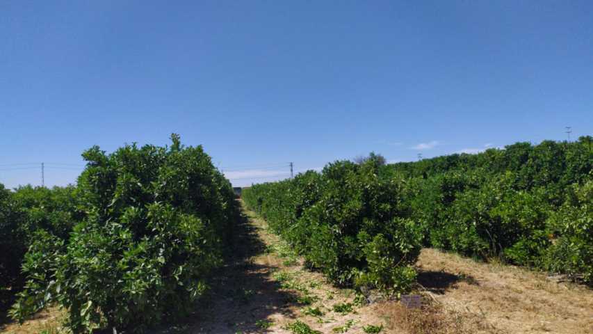 Comportamiento agronómico de Valencia Delta Seedless sobre dos patrones de cítricos