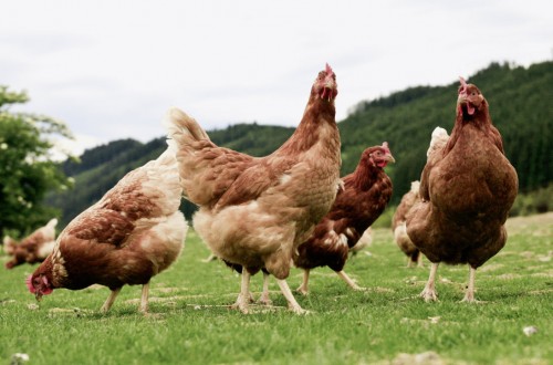 Castilla La Mancha destina casi 20 millones para adaptar los sistemas de puesta de huevos en jaulas a ecológico, camperas o en suelo