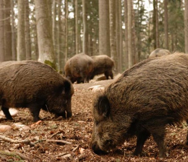 La Comisión Europea declara a Bélgica libre de peste porcina africana (PPA)