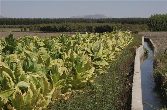 El sector tabaquero extremeño paralizará las entregas a las industrias