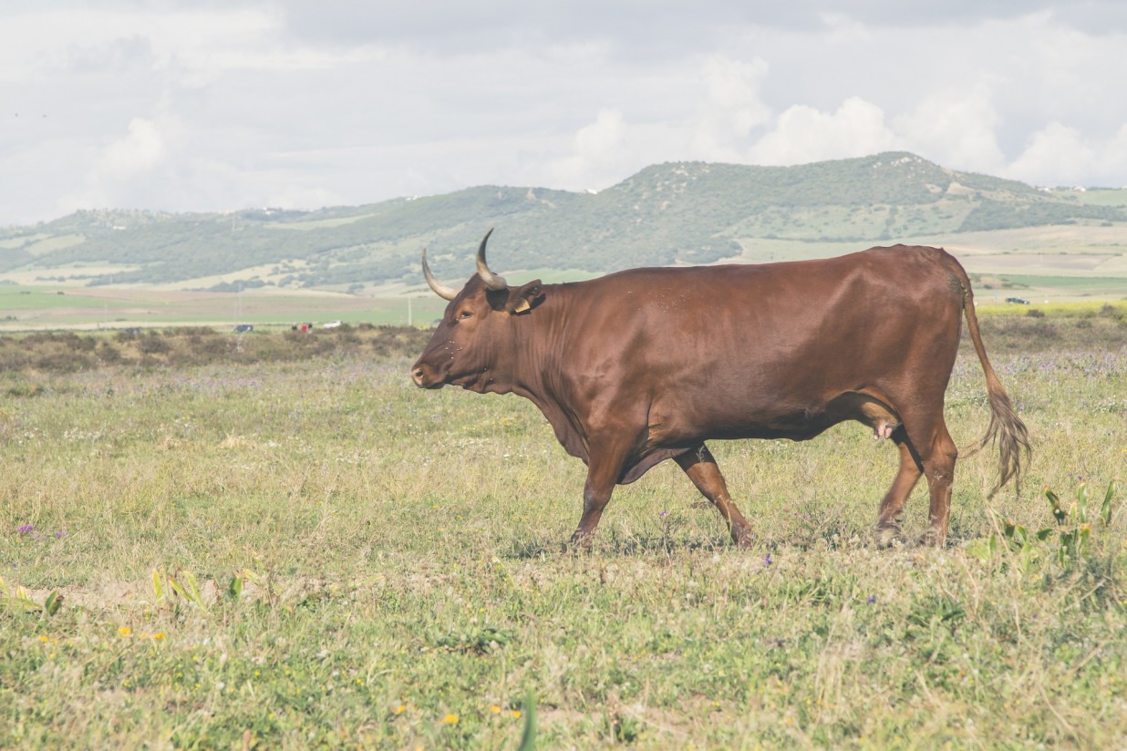 La OCV aclara que la carne de reses de lidia posee las máximas garantías sanitarias